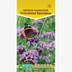 Вербена УТОНЧЕННАЯ КРАСАВИЦА бонарская 5 шт/ Евросемена
