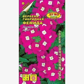 Вербена Фемида / Аэлита