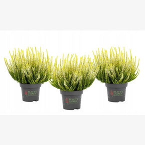 Вереск обыкновенный Агнета