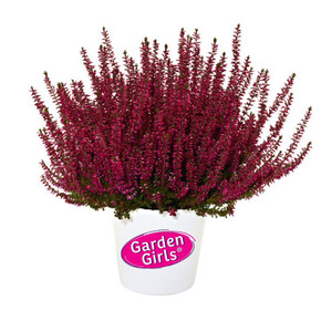 Вереск обыкновенный Аметист