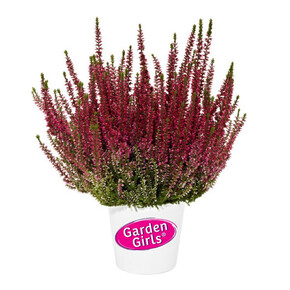 Вереск обыкновенный Афина