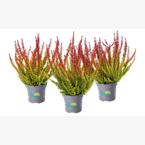 Вереск обыкновенный Даллас