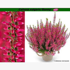 Вереск обыкновенный Дэнни