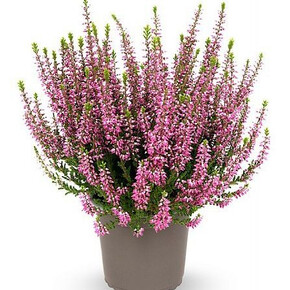 Вереск обыкновенный Лилли