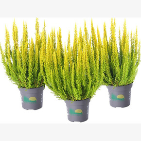 Вереск обыкновенный Майами