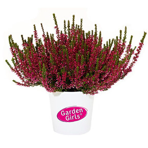 Вереск обыкновенный Мартина