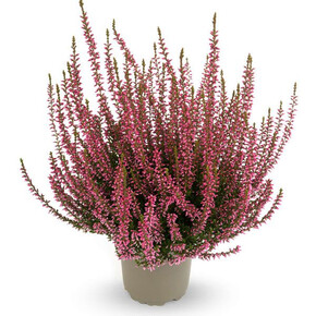 Вереск обыкновенный Розамунда