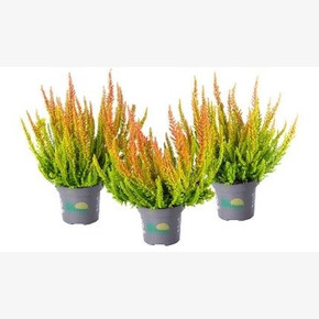 Вереск обыкновенный Сан Диего