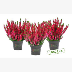 Вереск обыкновенный Скарлет