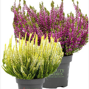 Вереск обыкновенный Твин (Леа-Агнета)