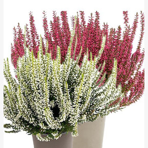 Вереск обыкновенный Твин (Патрисия-Хелена)