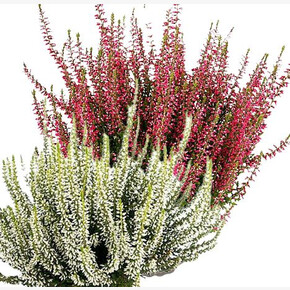 Вереск обыкновенный Твин (Франка-Хелена)