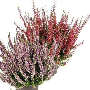 Вереск обыкновенный Твин (Франка-Хильда)