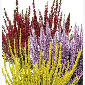 Вереск обыкновенный Трио Герлс (Афина-Хильда-Зельда)