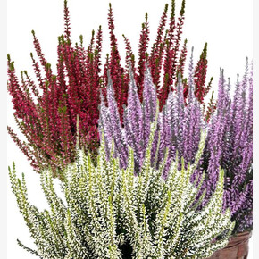 Вереск обыкновенный Трио Герлс (Афина-Хильда-Хелена)