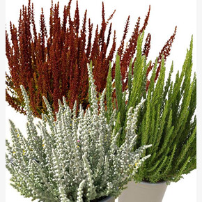 Вереск обыкновенный Трио Герлс (Зорина-Зелия-Зилли)