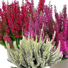 Вереск обыкновенный Трио Герлс (Милва-Хелена-Леонарда)