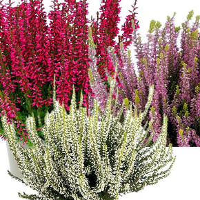 Вереск обыкновенный Трио Герлс (Милва-Хелена-Лилит)