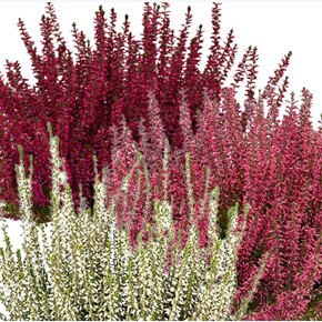 Вереск обыкновенный Трио Герлс (Патрисия-Бетина-Аметист)