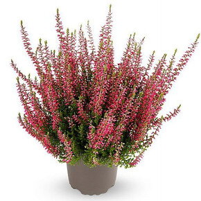 Вереск обыкновенный Франка