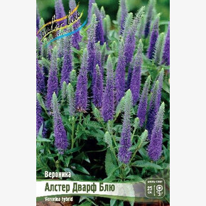 ВЕРОНИКА АЛСТЕР ДВАРФ БЛЮ