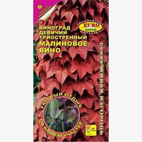 Виноград Девичий Малиновое Вино/ Аэлита