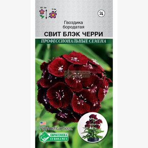 Гвоздика Свит Блэк Черри (5 драже) /PanAm Seeds/ Евросемена