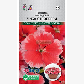 Гвоздика Чиба Строберри (5 шт) /Hem Genetics/ Евросемена