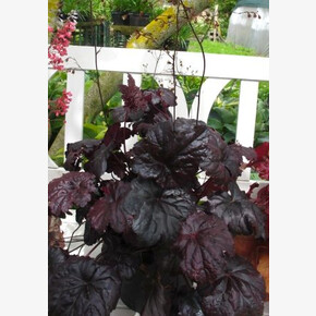 ГЕЙХЕРА БЛЭК СИ