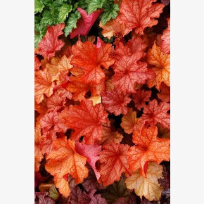 ГЕЙХЕРА ПАПРИКА