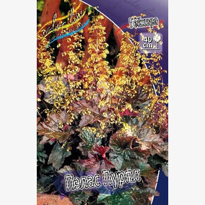 ГЕЙХЕРА ПЭЛАС ПУРПЛ