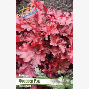 ГЕЙХЕРА ФОРЕВЕР РЭД