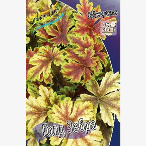 ГЕЙХЕРЕЛЛА ГОЛД ЗЕБРА