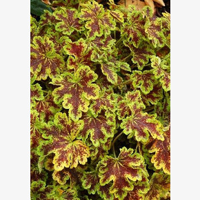 ГЕЙХЕРЕЛЛА СОЛАР ПАУЭР