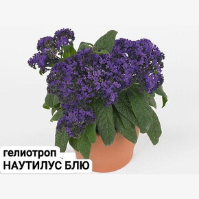 гелиотроп НАУТИЛУС БЛЮ