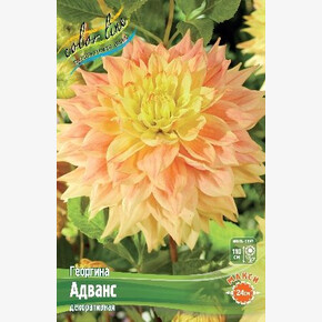 Георгина Адванс