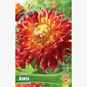 Георгина Акита