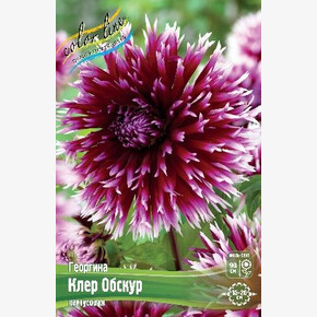 Георгина Алауна Клер Обскур