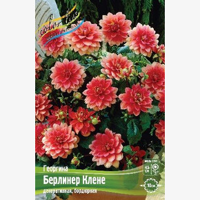 Георгина Берлинер Клене