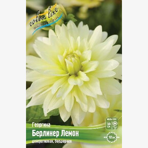 Георгина Берлинер Лемон