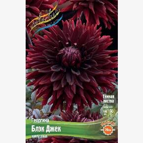 ГЕОРГИНА БЛЭК ДЖЕК