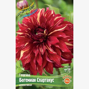 Георгина Богемиан Спартакус