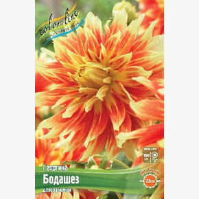 Георгина Бодашез