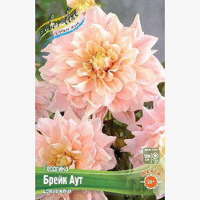 Георгина Брейк Аут