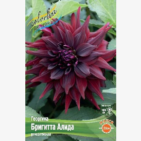 Георгина Бригитта Алида