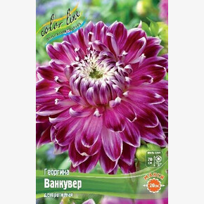 Георгина Ванкувер