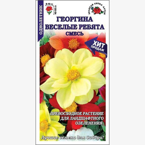 Георгина Веселые Ребята/ Сотка