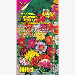 Георгина Внучата смесь / Аэлита