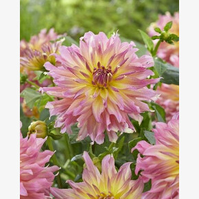 Георгина Гоу Гоу Пинк-Йеллоу