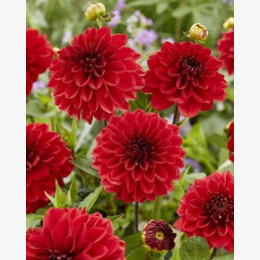 Георгина Гоу Гоу Рэд